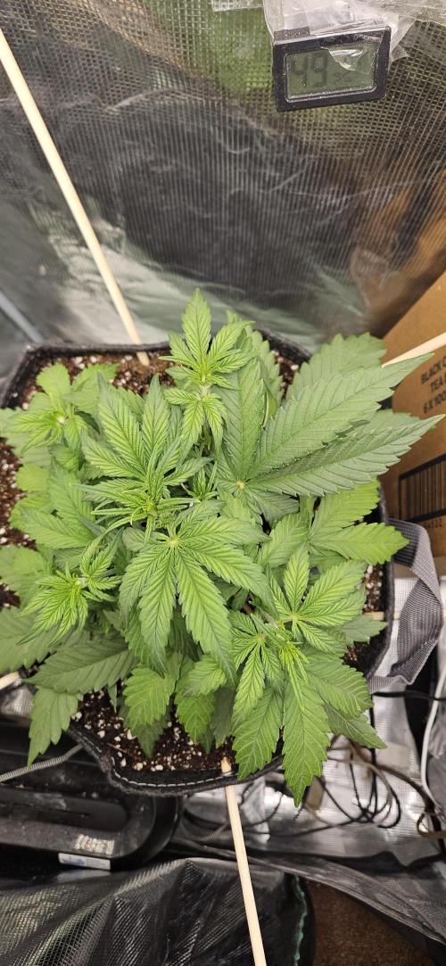 GUAVA. Week 3