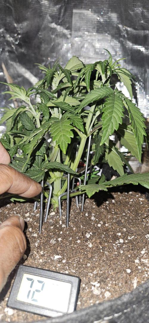 GUAVA. Week 3