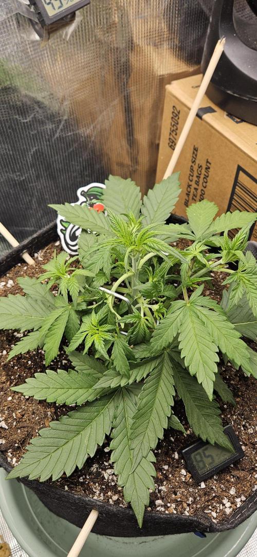 GUAVA. Week 3