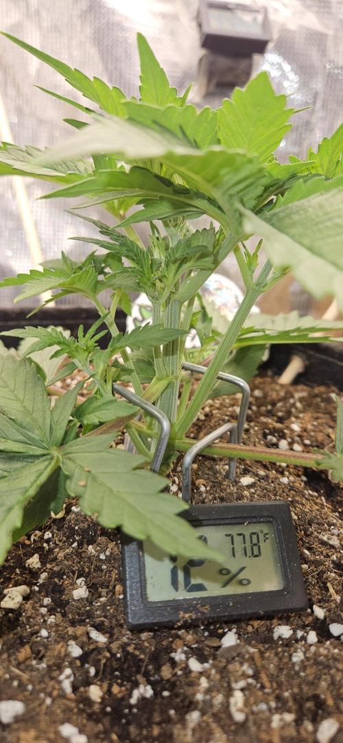 GUAVA. Week 3