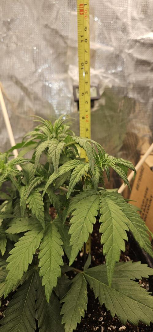 GUAVA. Week 3