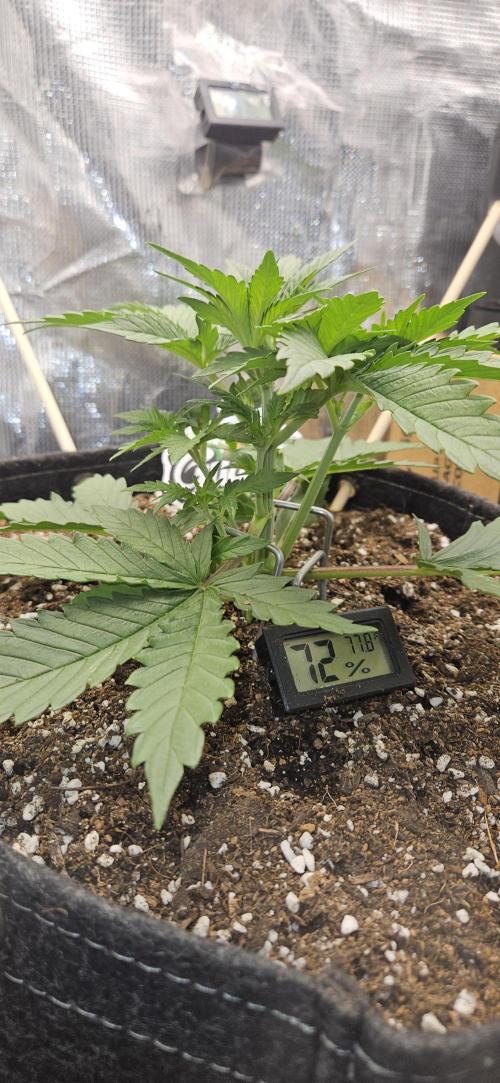 GUAVA. Week 3