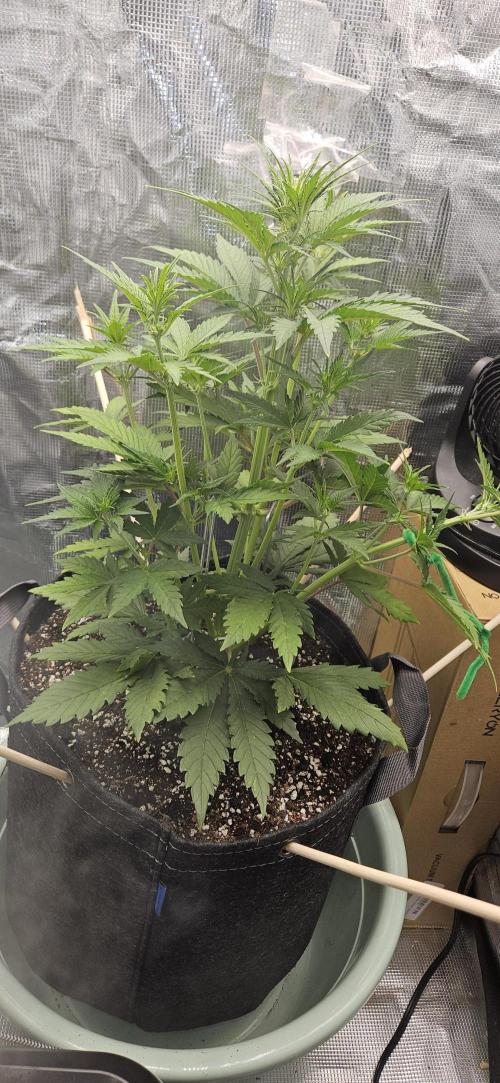 GUAVA. Week 4