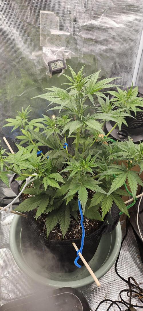 GUAVA. Week 4