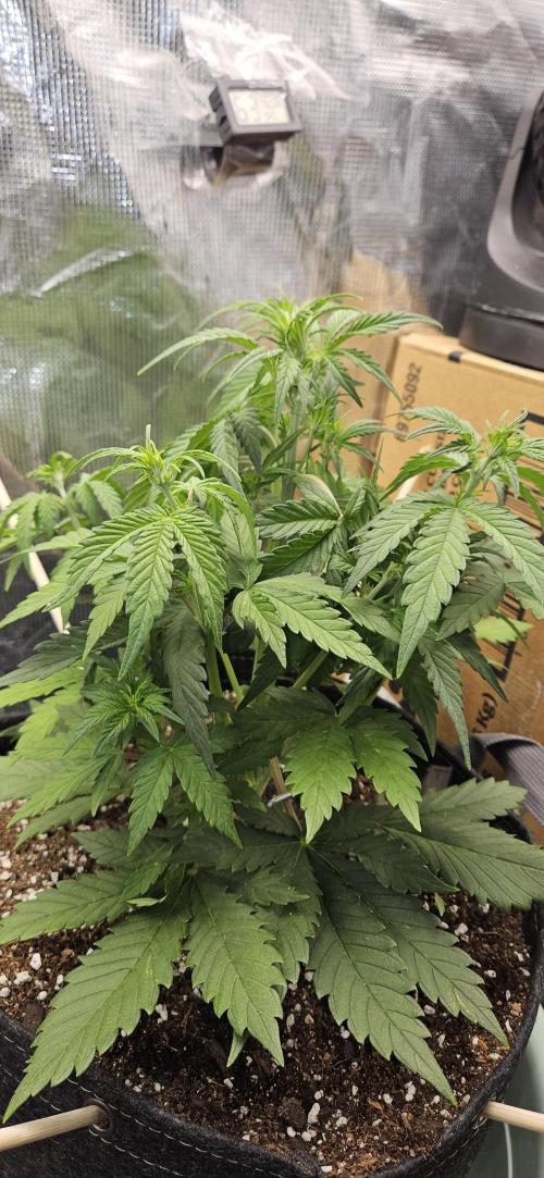 GUAVA. Week 4