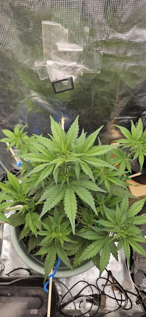GUAVA. Week 4