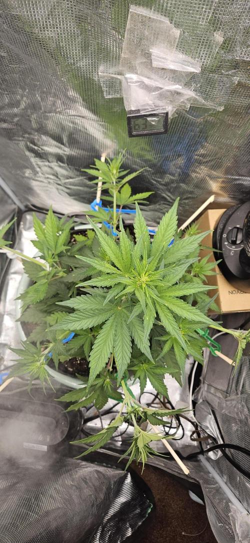 GUAVA. Week 4