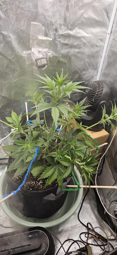 GUAVA. Week 4