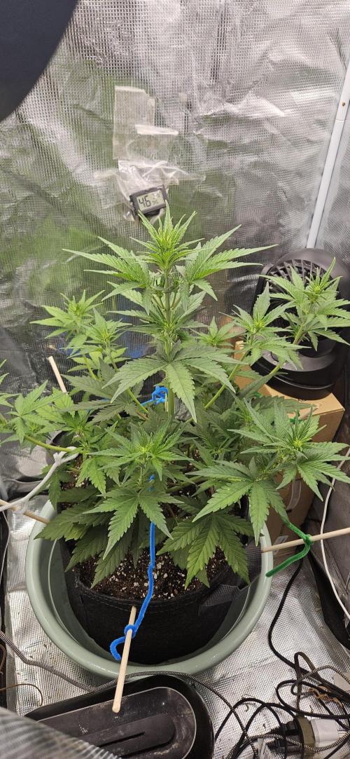 GUAVA. Week 4
