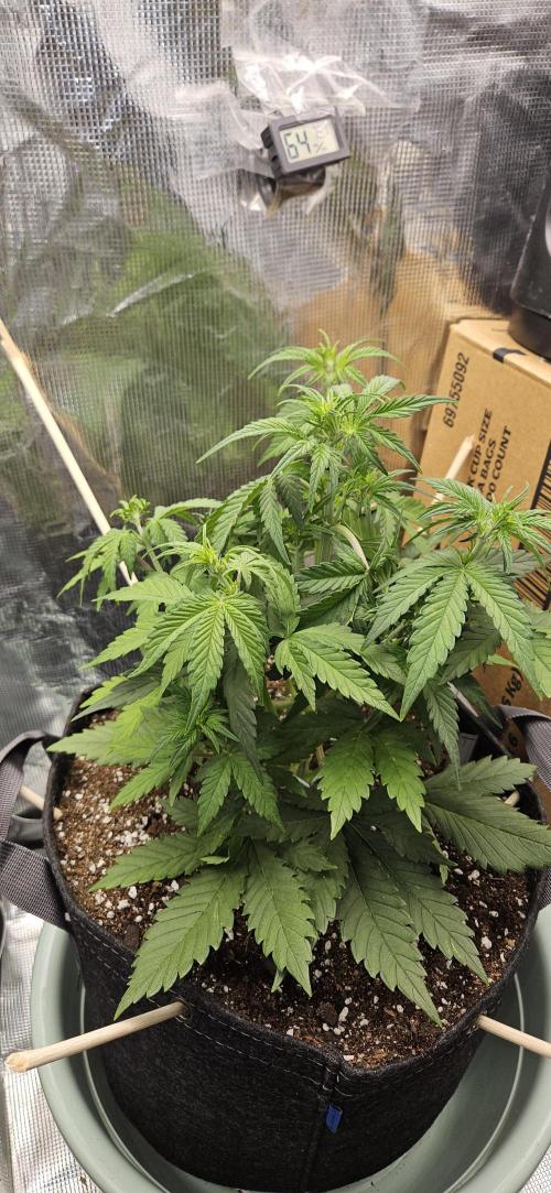 GUAVA. Week 4