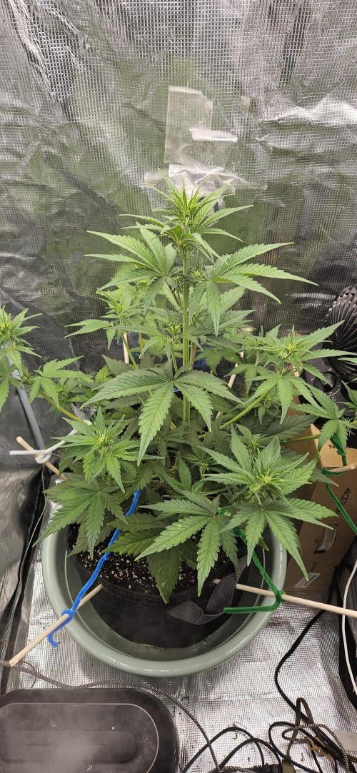 GUAVA. Week 4
