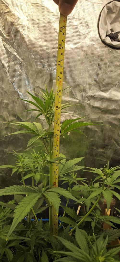 GUAVA. Week 4