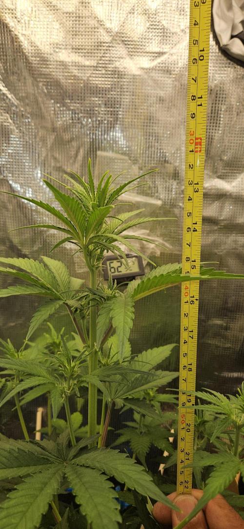 GUAVA. Week 4