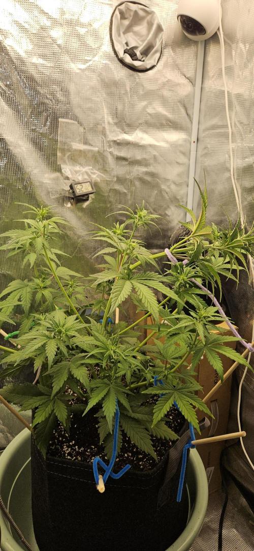 GUAVA. Week 4