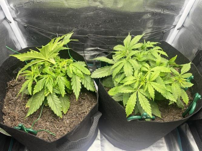 Auto Sweet Bourbon Kush - Bella & Gigi. Week 3