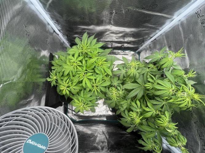 Auto Sweet Bourbon Kush - Bella & Gigi. Week 4