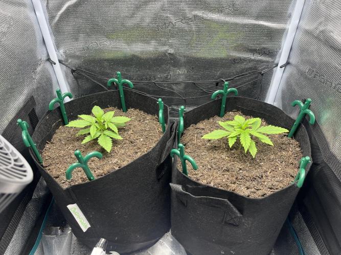 Auto Sweet Bourbon Kush - Bella & Gigi. Week 1