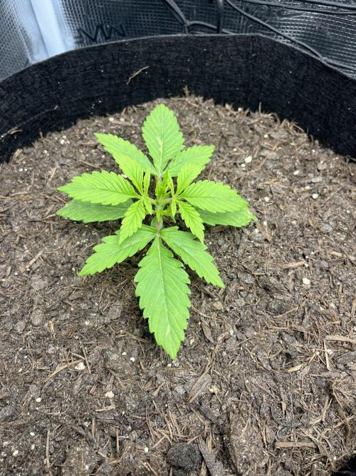 Auto Sweet Bourbon Kush - Bella & Gigi. Week 1