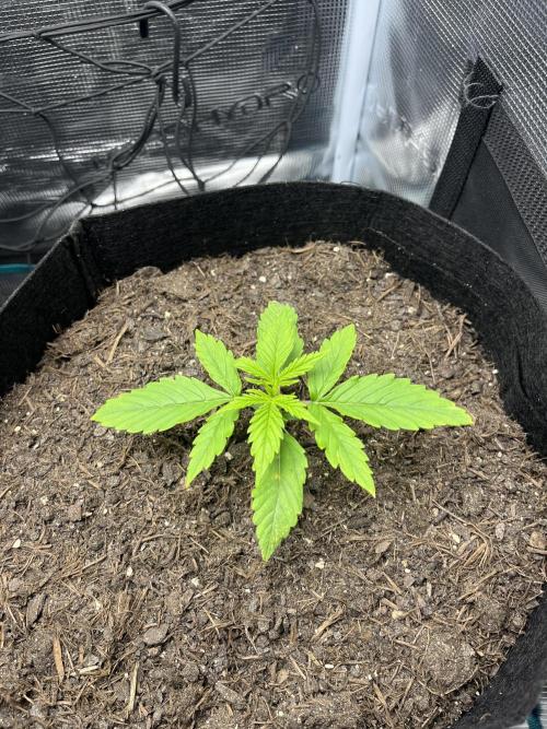 Auto Sweet Bourbon Kush - Bella & Gigi. Week 1