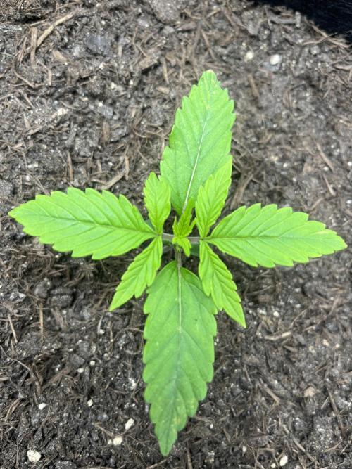 Auto Sweet Bourbon Kush - Bella & Gigi. Week 1