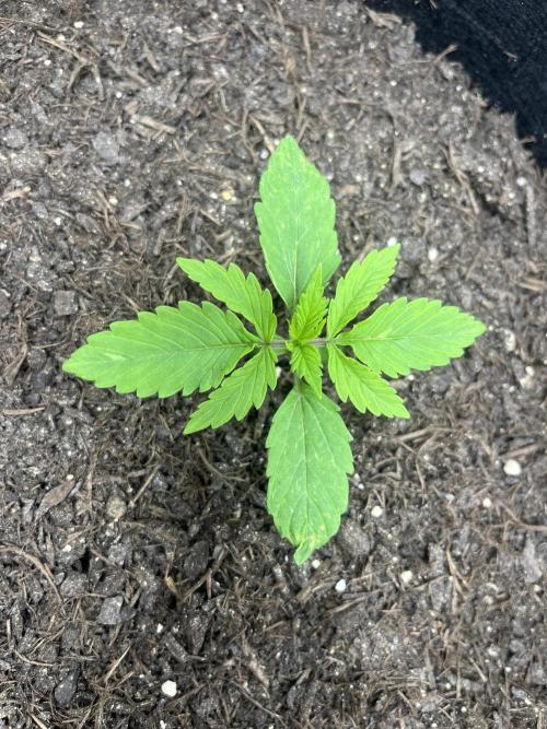 Auto Sweet Bourbon Kush - Bella & Gigi. Week 1