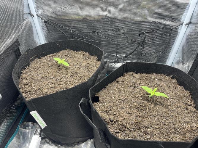 Auto Sweet Bourbon Kush - Bella & Gigi. Week 1