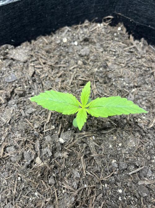 Auto Sweet Bourbon Kush - Bella & Gigi. Week 1