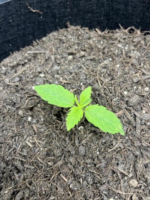 Auto Sweet Bourbon Kush - Bella & Gigi. Week 1