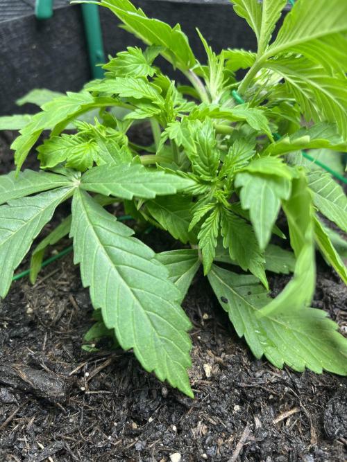 Auto Sweet Bourbon Kush - Bella & Gigi. Week 2