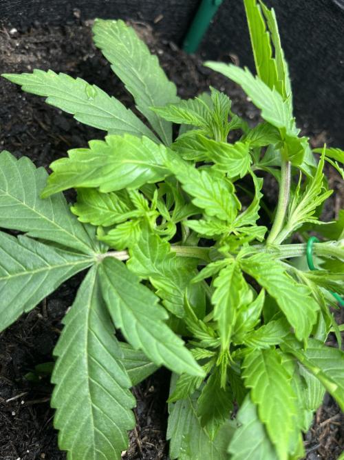 Auto Sweet Bourbon Kush - Bella & Gigi. Week 2
