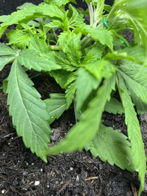 Auto Sweet Bourbon Kush - Bella & Gigi. Week 2