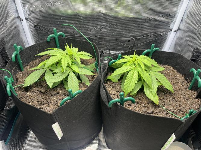 Auto Sweet Bourbon Kush - Bella & Gigi. Week 2