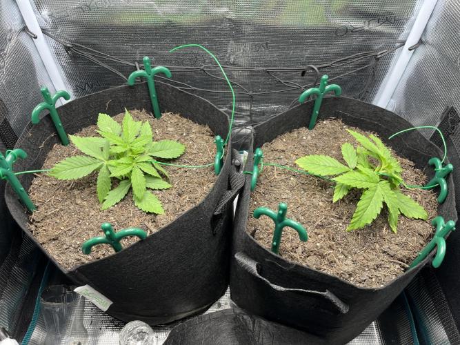 Auto Sweet Bourbon Kush - Bella & Gigi. Week 2
