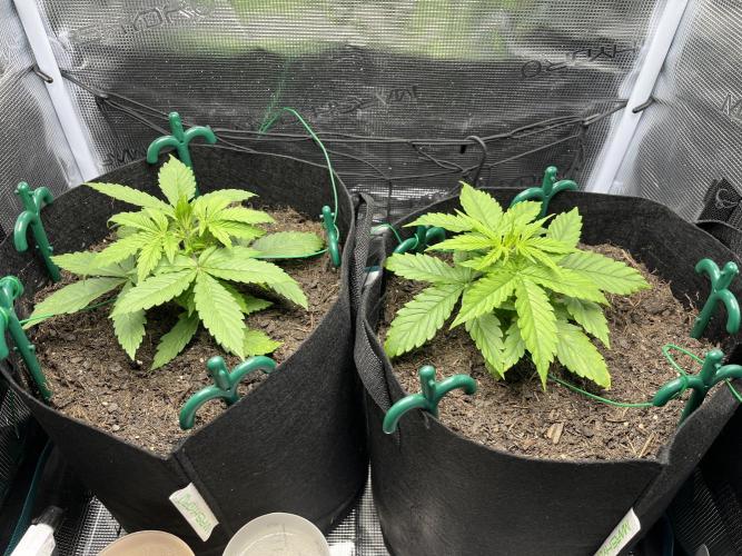 Auto Sweet Bourbon Kush - Bella & Gigi. Week 2
