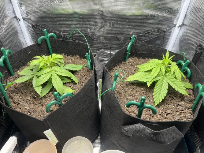 Auto Sweet Bourbon Kush - Bella & Gigi. Week 2
