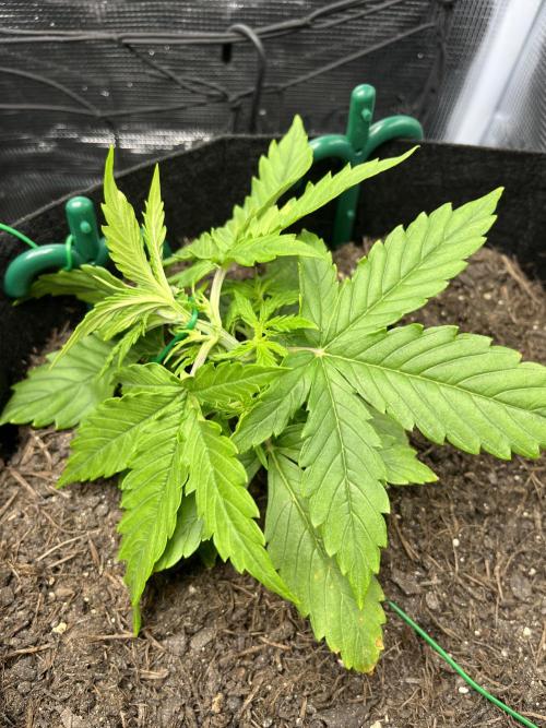 Auto Sweet Bourbon Kush - Bella & Gigi. Week 2