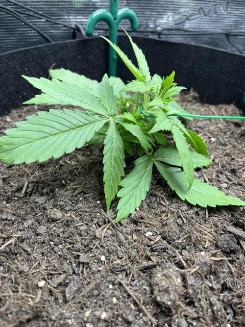 Auto Sweet Bourbon Kush - Bella & Gigi. Week 2