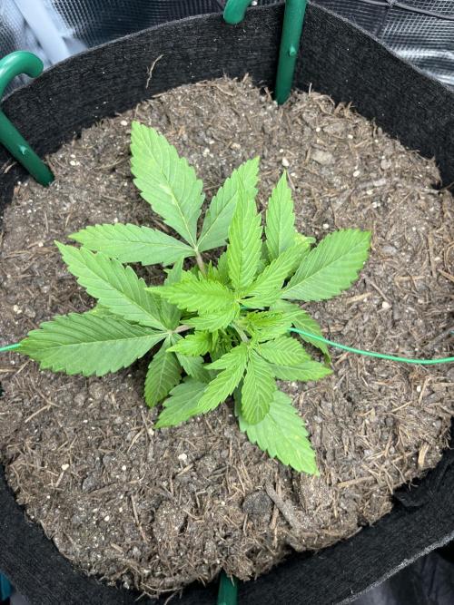 Auto Sweet Bourbon Kush - Bella & Gigi. Week 2
