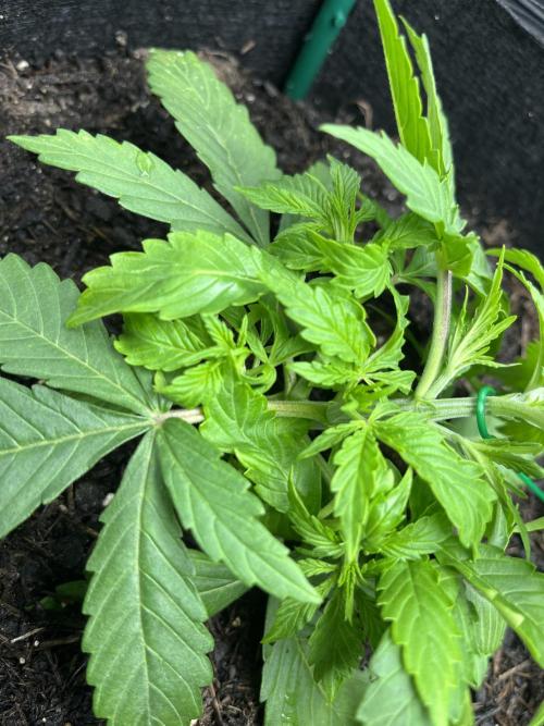 Auto Sweet Bourbon Kush - Bella & Gigi. Week 2