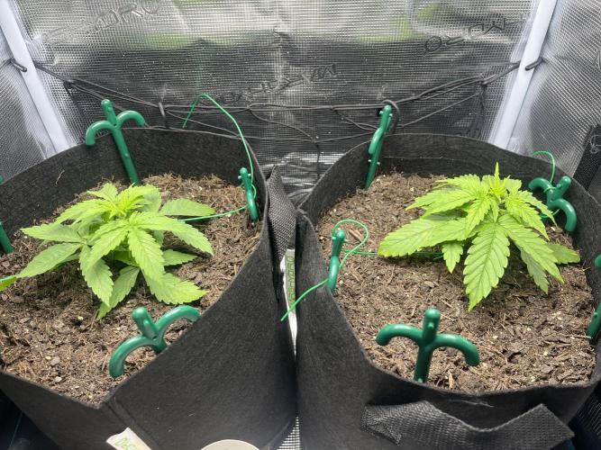 Auto Sweet Bourbon Kush - Bella & Gigi. Week 2