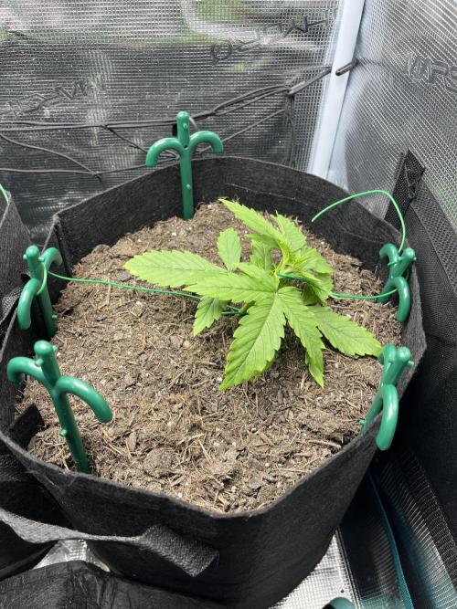 Auto Sweet Bourbon Kush - Bella & Gigi. Week 2