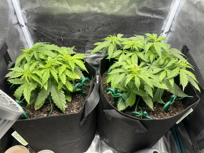 Auto Sweet Bourbon Kush - Bella & Gigi. Week 3