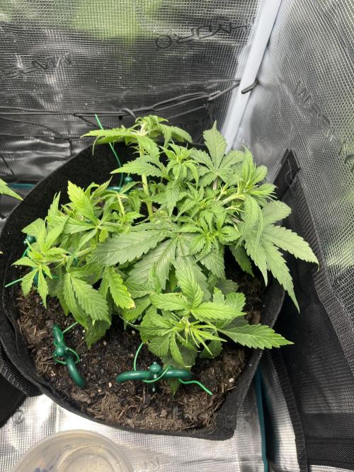 Auto Sweet Bourbon Kush - Bella & Gigi. Week 3