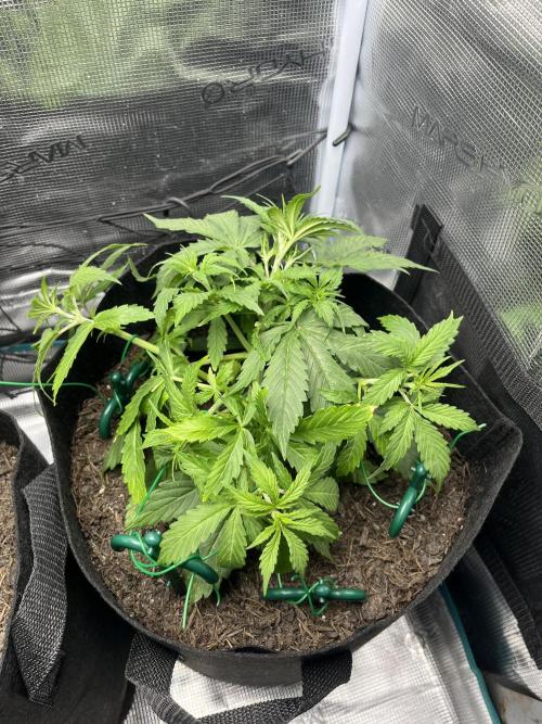 Auto Sweet Bourbon Kush - Bella & Gigi. Week 3