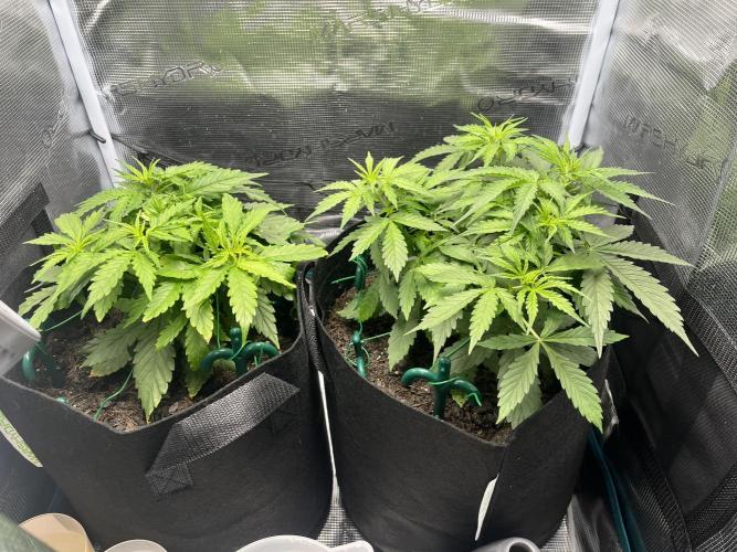 Auto Sweet Bourbon Kush - Bella & Gigi. Week 3