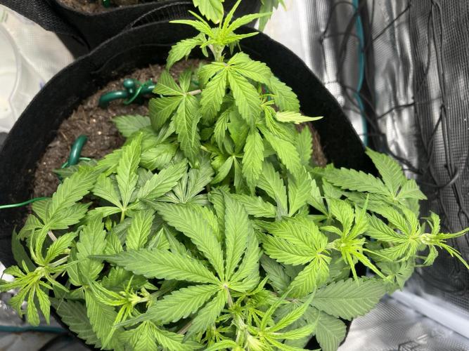 Auto Sweet Bourbon Kush - Bella & Gigi. Week 3