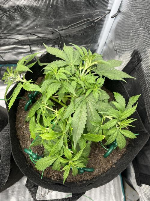Auto Sweet Bourbon Kush - Bella & Gigi. Week 3