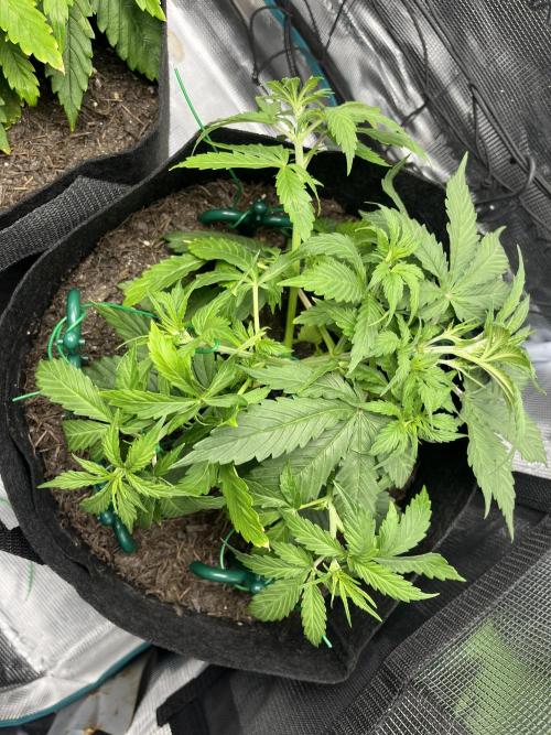 Auto Sweet Bourbon Kush - Bella & Gigi. Week 3