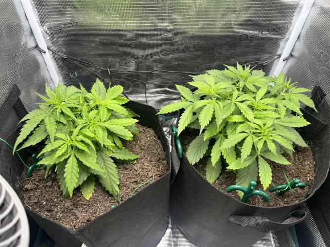 Auto Sweet Bourbon Kush - Bella & Gigi. Week 3