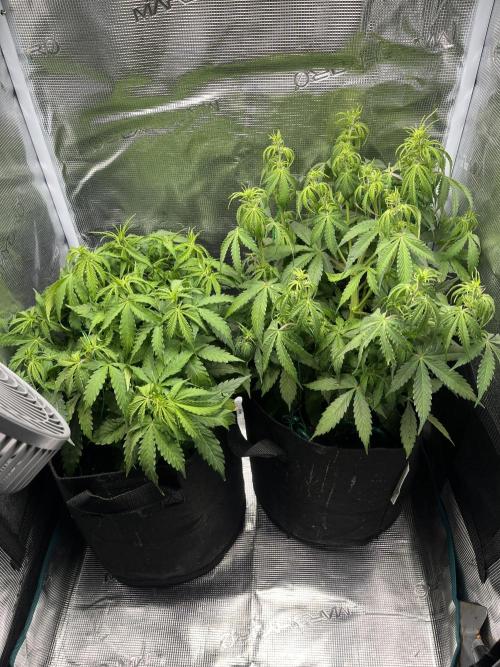 Auto Sweet Bourbon Kush - Bella & Gigi. Week 4